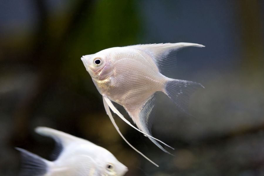 A Couple of White Angelfish in a Tank