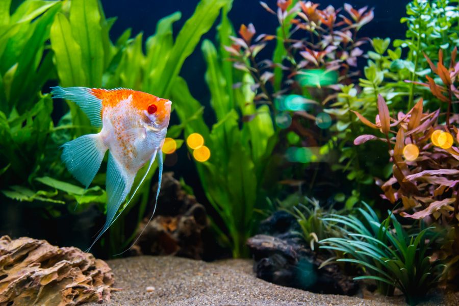 Angelfish Swimming in a Planted Tank