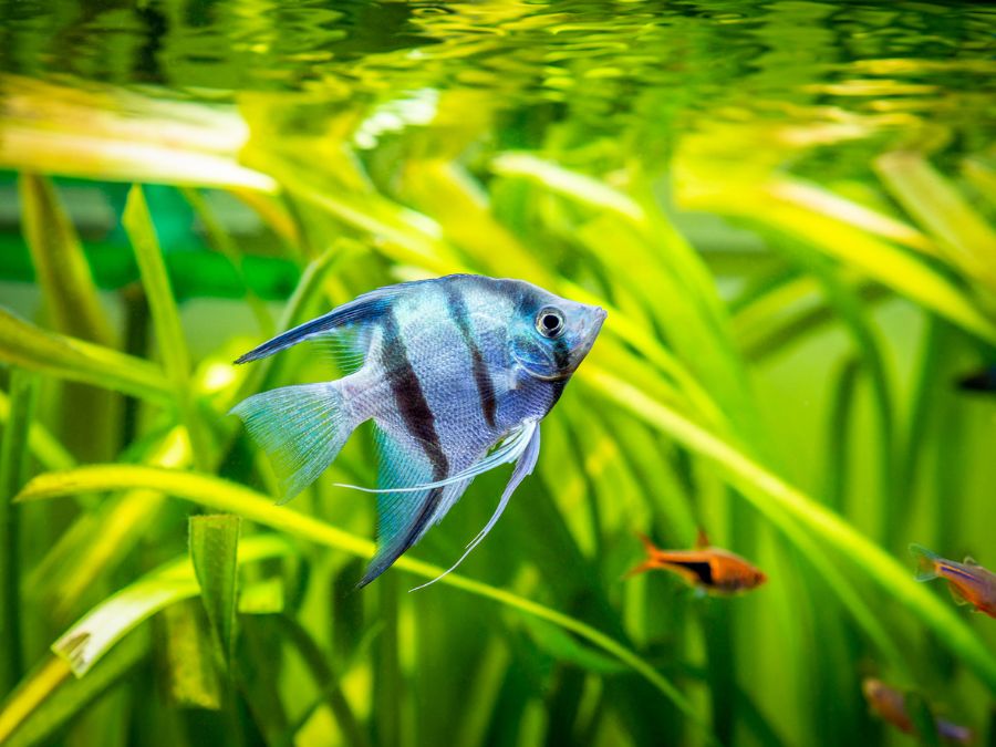 Freshwater Zebra Angelfish Swimming in Tank With Plants in Background