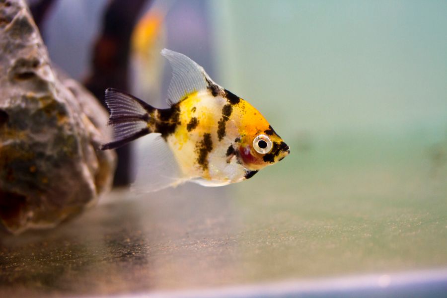 Juvenile Marble Angelfish at Bottom of Tank