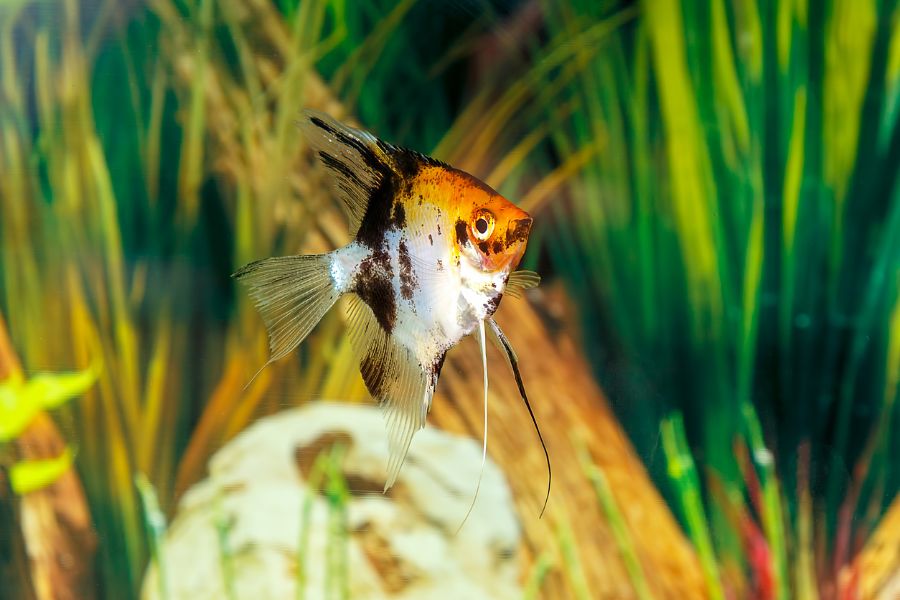 Koi Angelfish Swimming in Tank