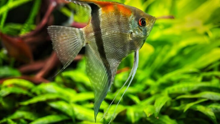 Do Angelfish Sleep And Are They Diurnal Or Nocturnal Avid Aquarist