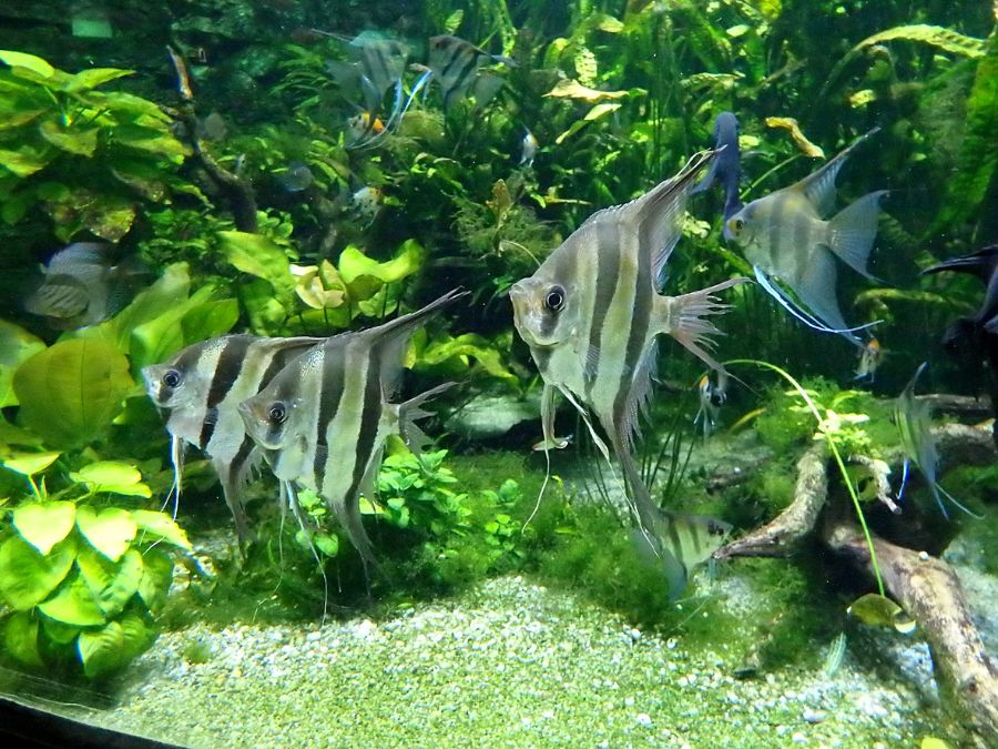 Several Angelfish Swimming in Tank With Torn Fins