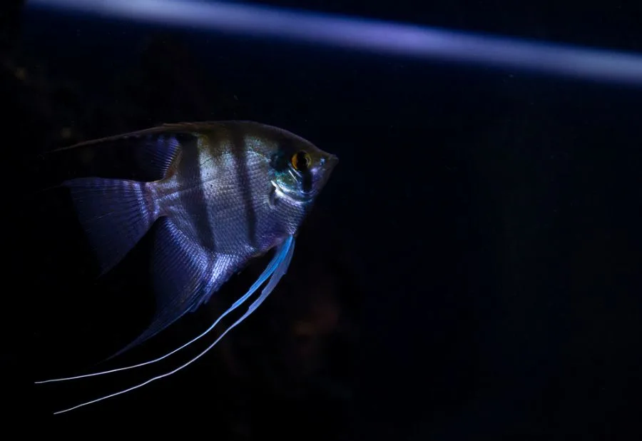 Silver Angelfish Swimming in the Dark