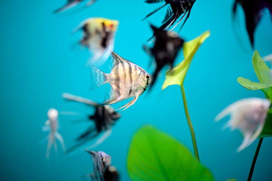 Striped Angelfish Swimming With Several Angelfish in Background