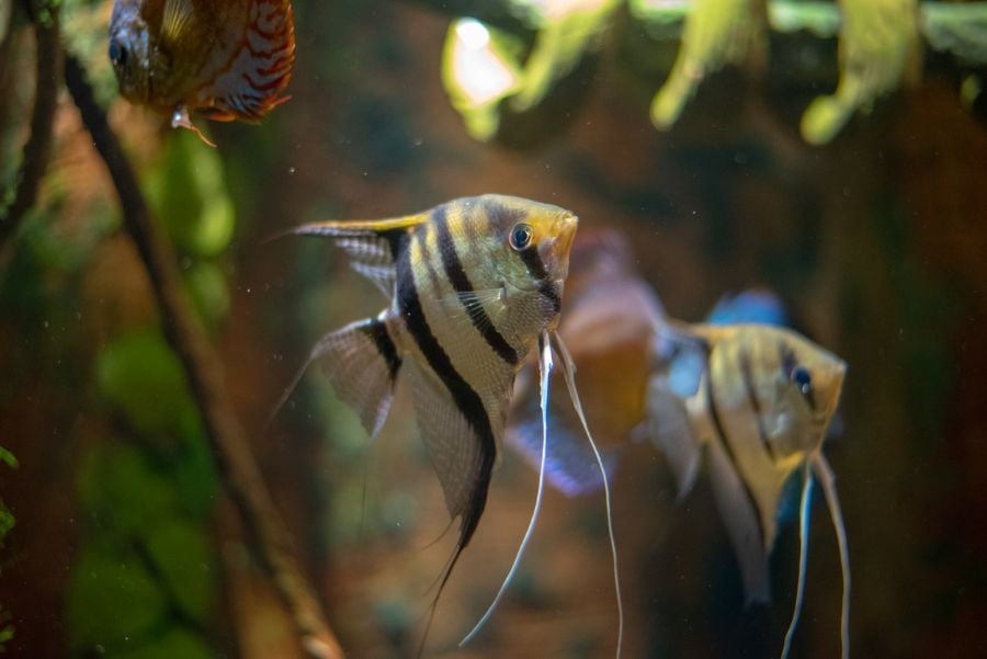 Striped Angelfish Swimming in River