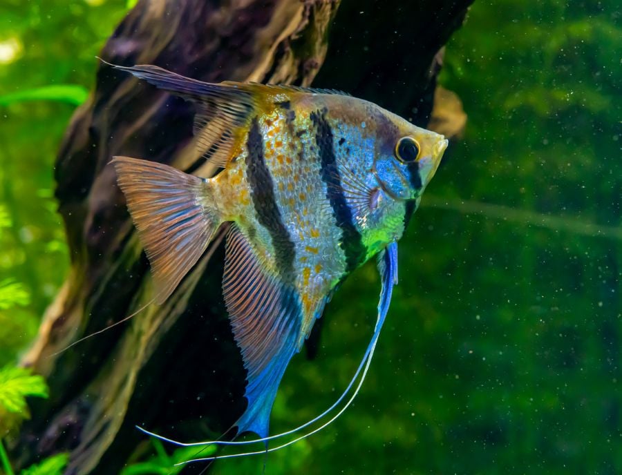 A Common Freshwater Angelfish From the Amazon Jungle in a Fish Tank