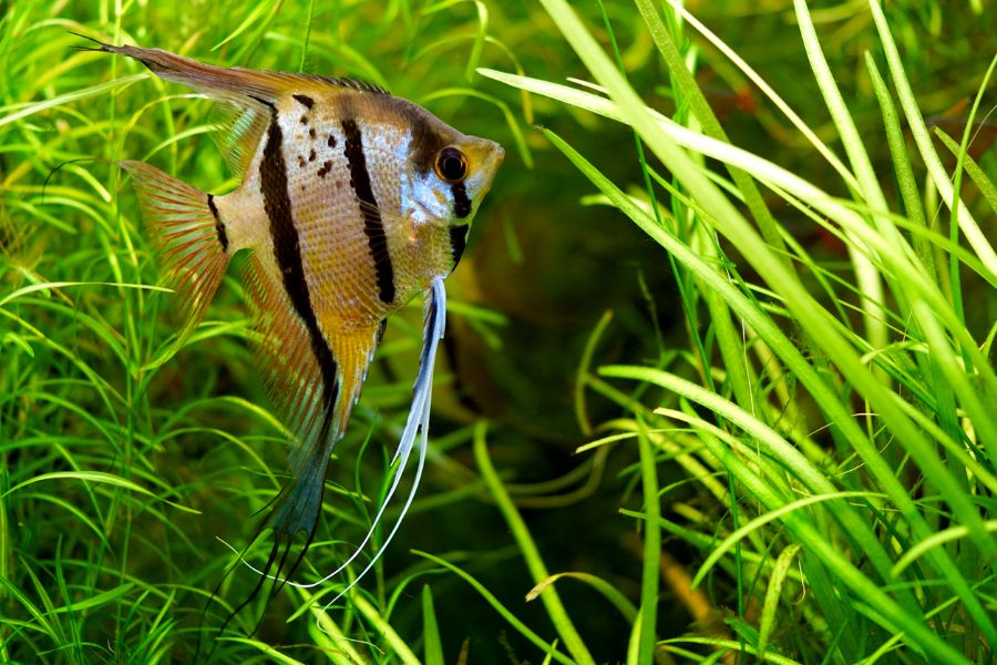 Angelfish Hiding in Planted Aquarium