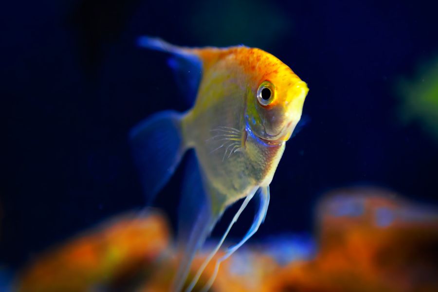 Angelfish Illuminated in Aquarium
