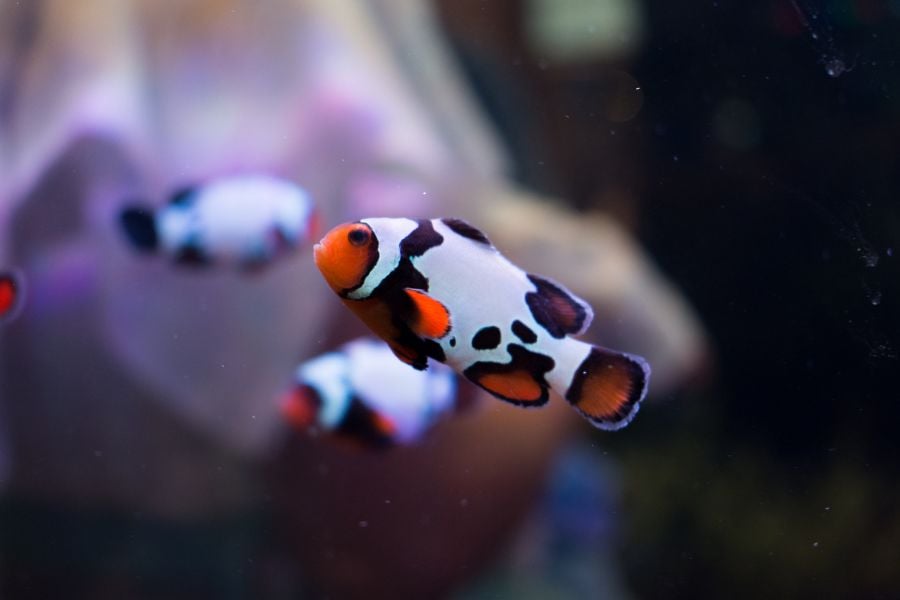 Black Ice Snowflake Clownfish