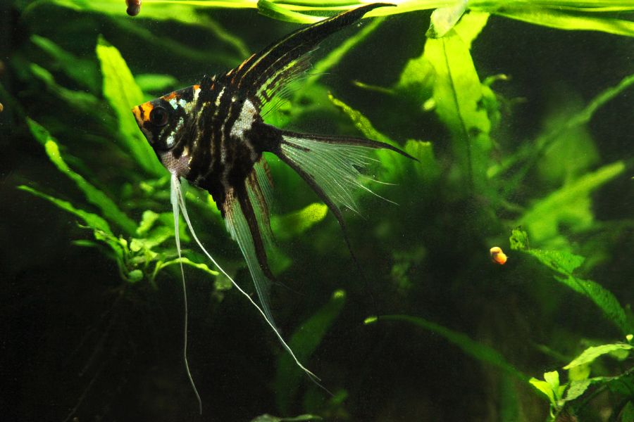 Black Marble Angelfish Swimming in Tank