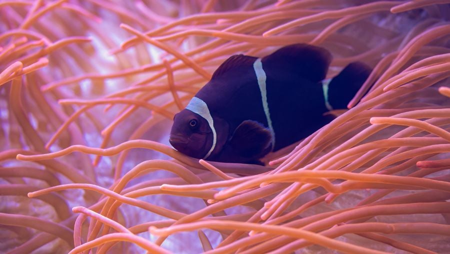 Closeup of Maroon Clownfish in Anemone