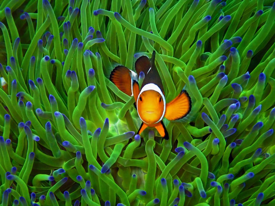 Closeup of Western Clownfish or Anemonefish During Dive in Malaysia