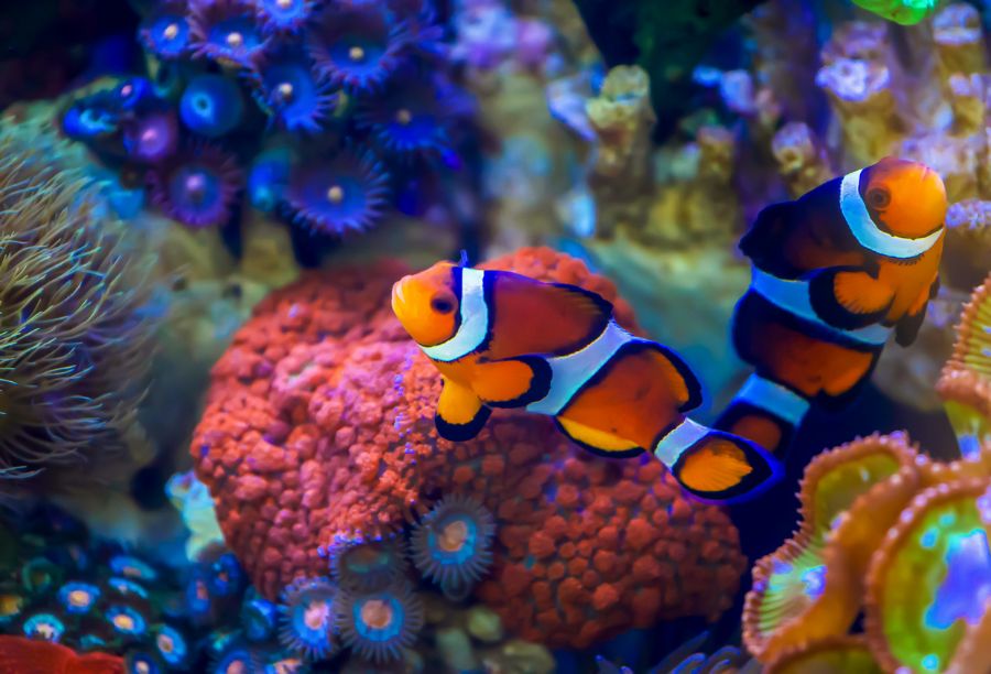 Clownfish Among Sea Anemones on a Tropical Coral Reef