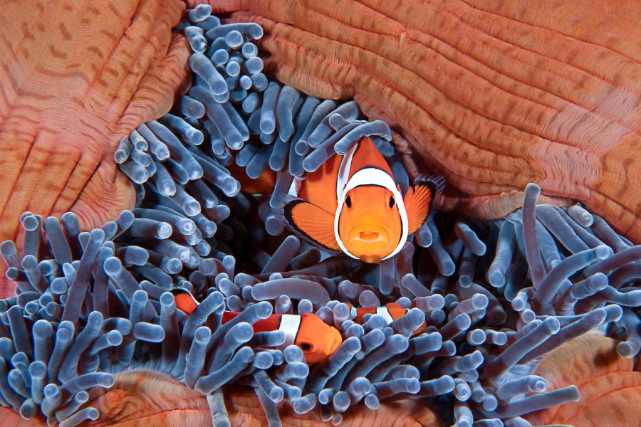 Clownfish, Amphiprion ocellaris, Hiding in Host Sea Anemone, Heteractis magnifica