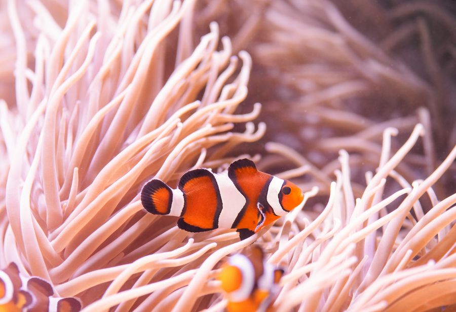 Clownfish, Amphiprion percula, Swimming Among the Tentacles of Its Anemone Home
