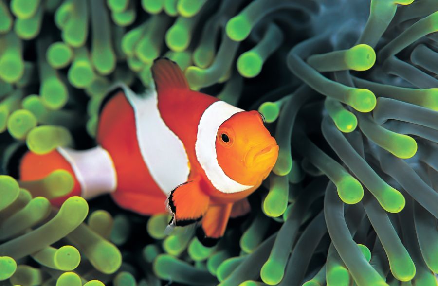 Clownfish Hiding in Green Anemone