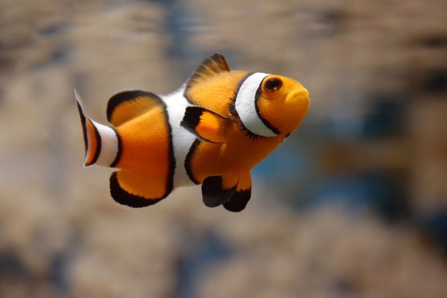 Clownfish Swimming With Coral Reef in Background