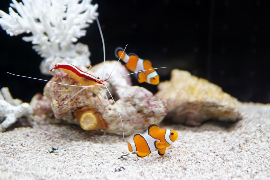 Clownfish Swimming at Bottom of Tank With Shrimp and Clownfish in Background