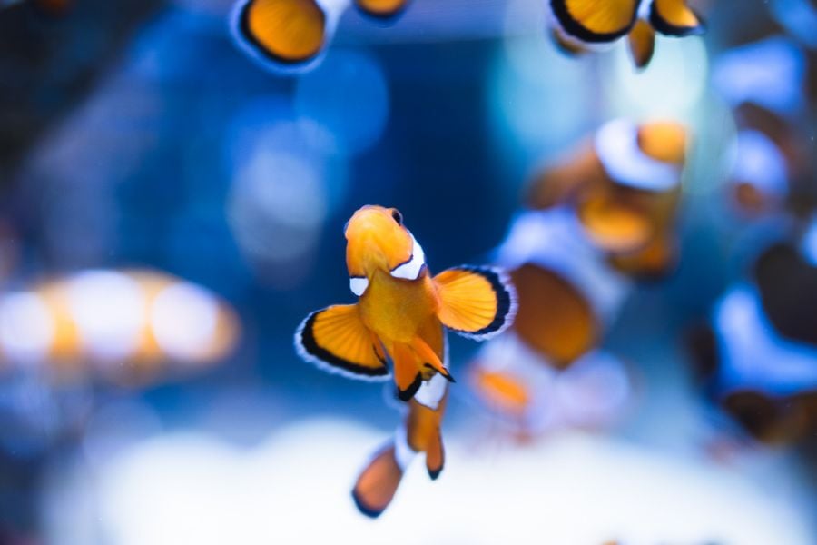 Clownfish Swimming at Odd Angle