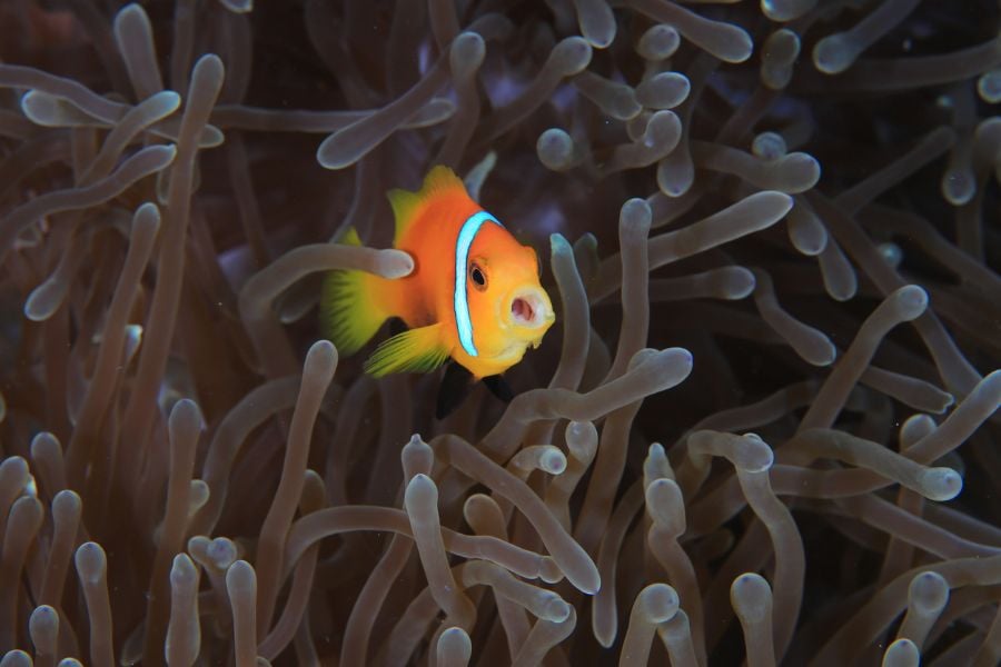 Clownfish With Mouth Wide Open