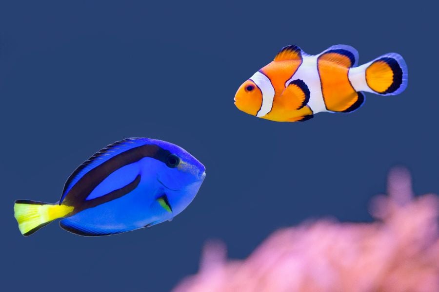 Clownfish and Palette Surgeonfish in Aquarium