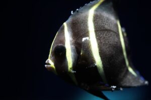 12 Common Angelfish Diseases and Illnesses - Avid Aquarist