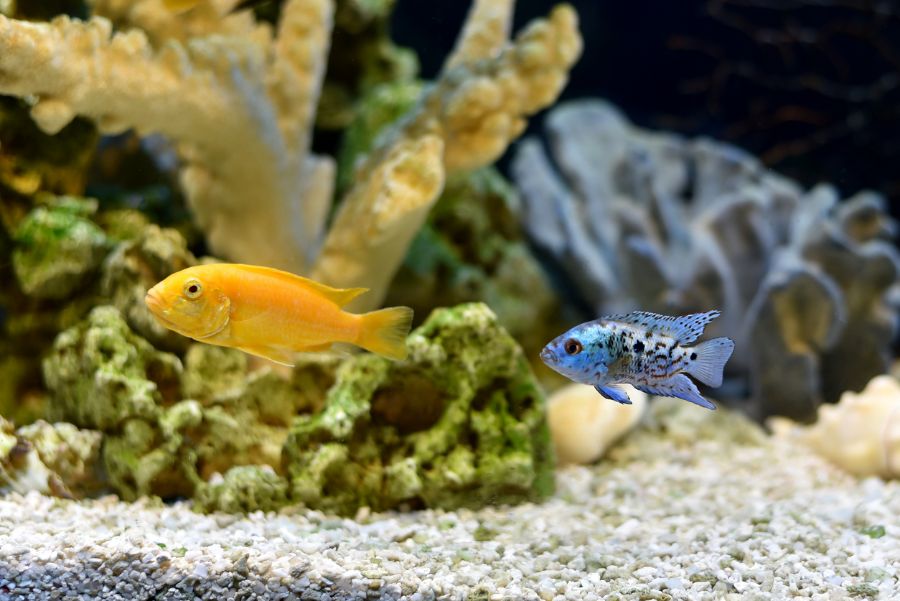 Electric Yellow Cichlid and Blue Dempsey Cichlid Swimming in Fish Tank