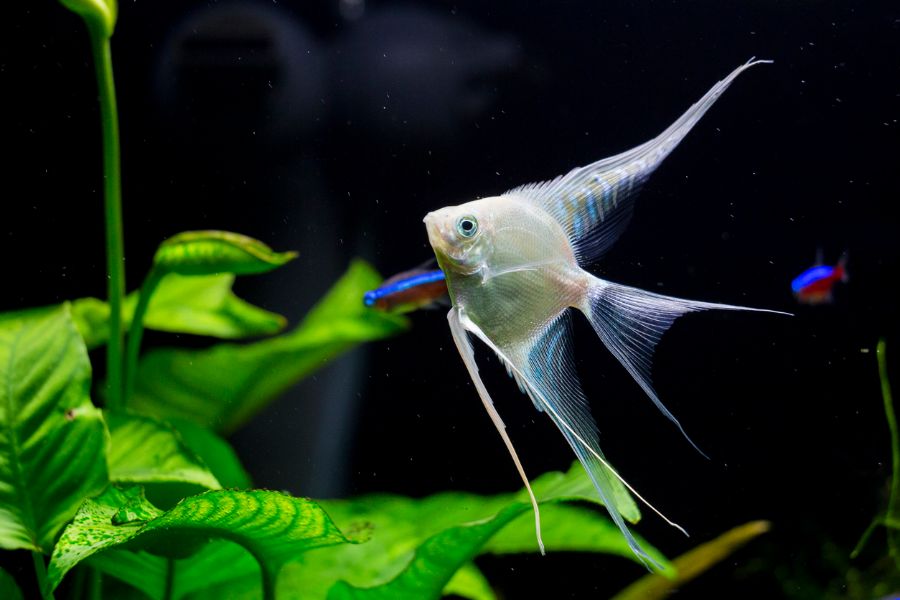 Freshwater Planted Aquarium With Swimming Angelfish
