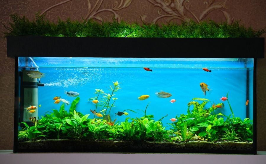 Freshwater Tropical Fish Tank With Several Fish