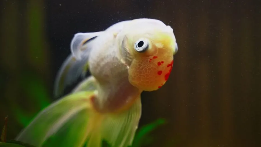 Goldfish With Swim Bladder Issues Swimming Upside Down in Tank