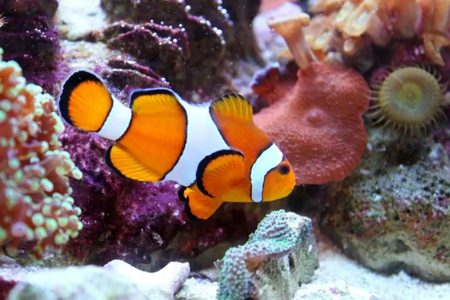 Observing Clownfish in Tank