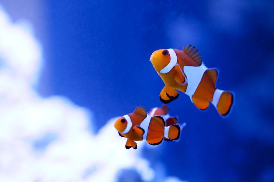 Pair of Clownfish Against Blue Background