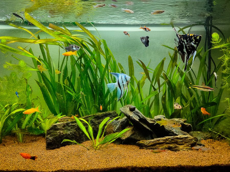 Planted Tropical Freshwater Tank With Several Types of Fish