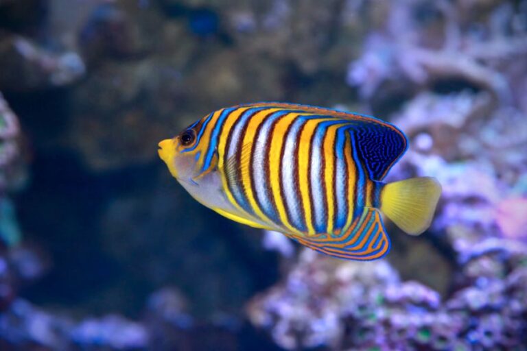 Clownfish Predators: What Feed on Clownfish? - Avid Aquarist