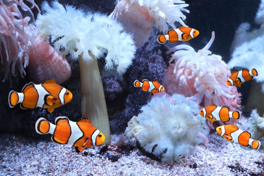 Several Clownfish Swimming Near Anemones