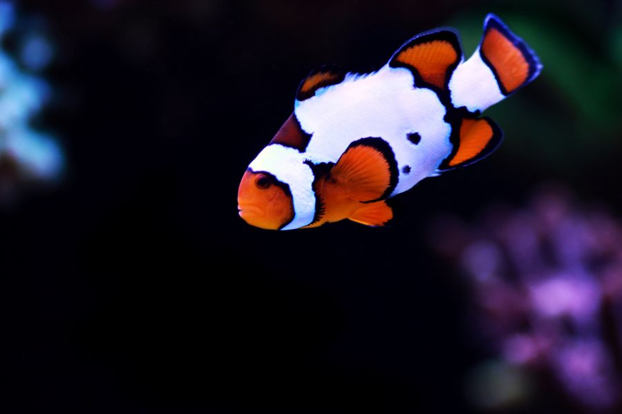 Snow Onyx Clownfish Swimming Against Black Background