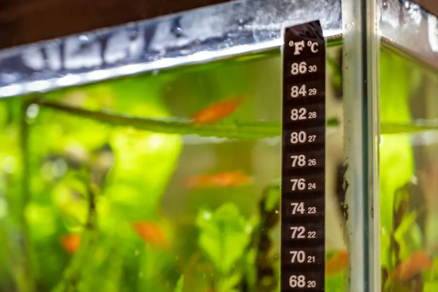 Thermometer on the Outside of an Aquarium