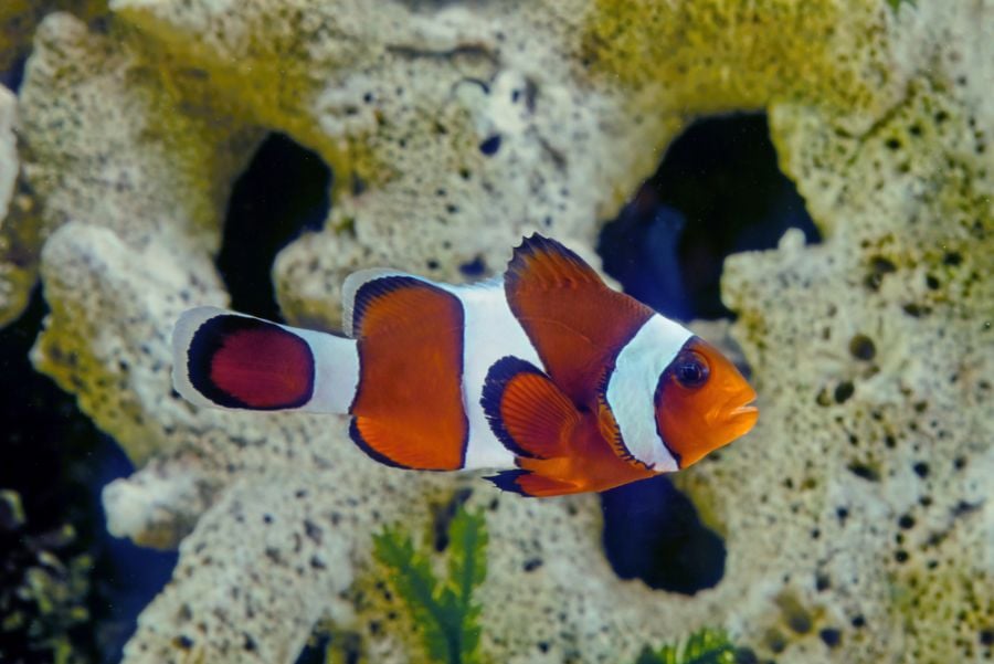 Amphiprion ocellaris Clownfish Swimming in Front of Decorative Rocks