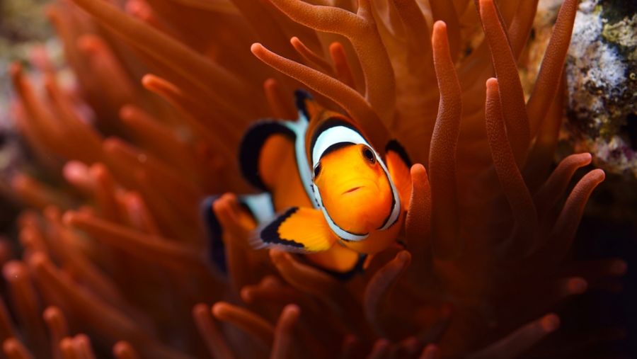 Amphiprion ocellaris Clownfish in Marine Aquarium