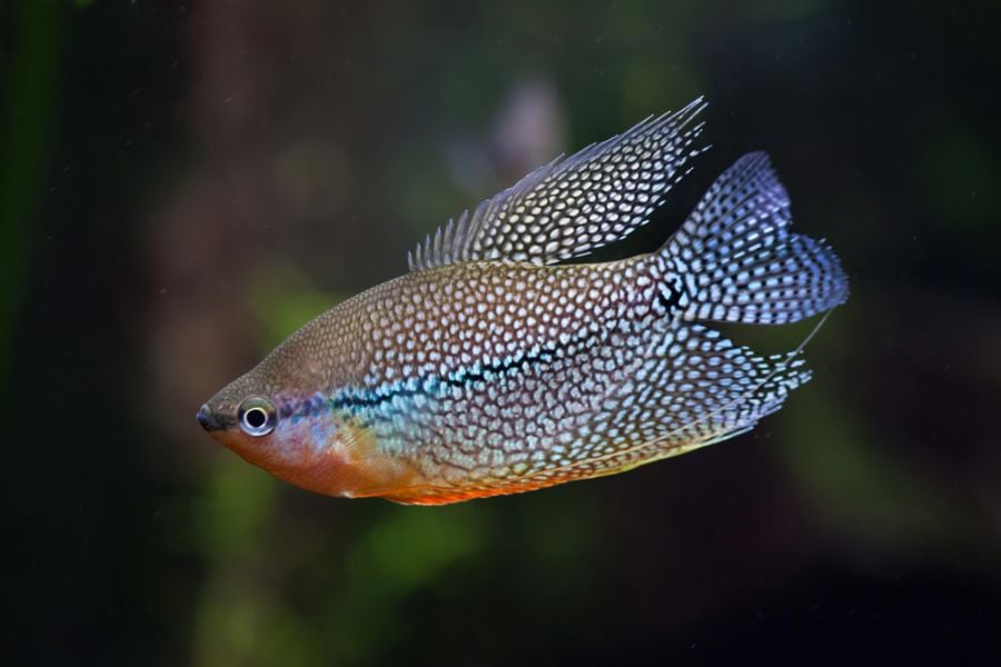 Beautiful Pearl Gourami in Tropical Tank