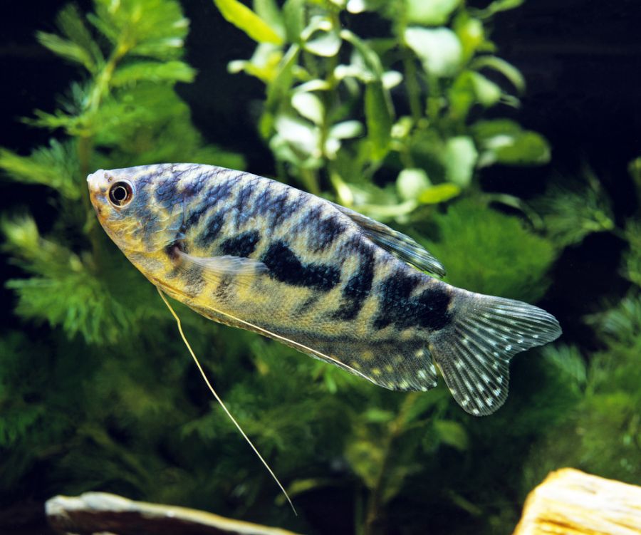Blue Cosby Gourami in Home Aquarium