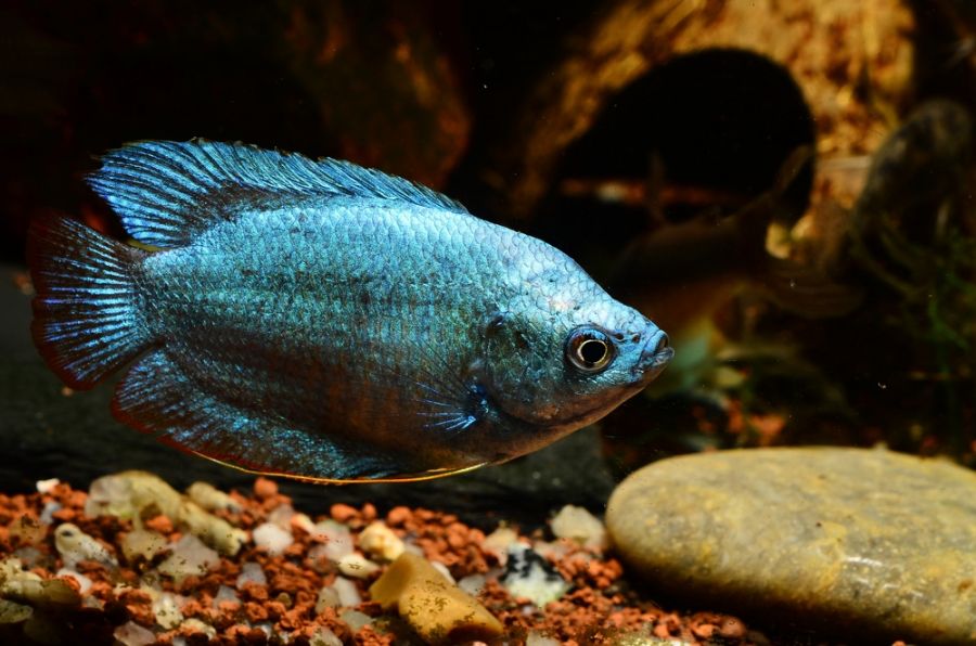 Blue Dwarf Gourami With Wood and Rocks in Background