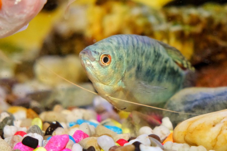 Blue Gourami Near Rocks at Bottom of Tank