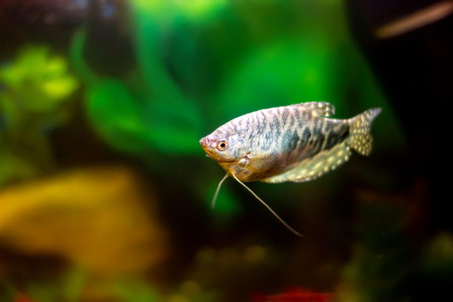 Blue Gourami With Decorations and Plants in Background