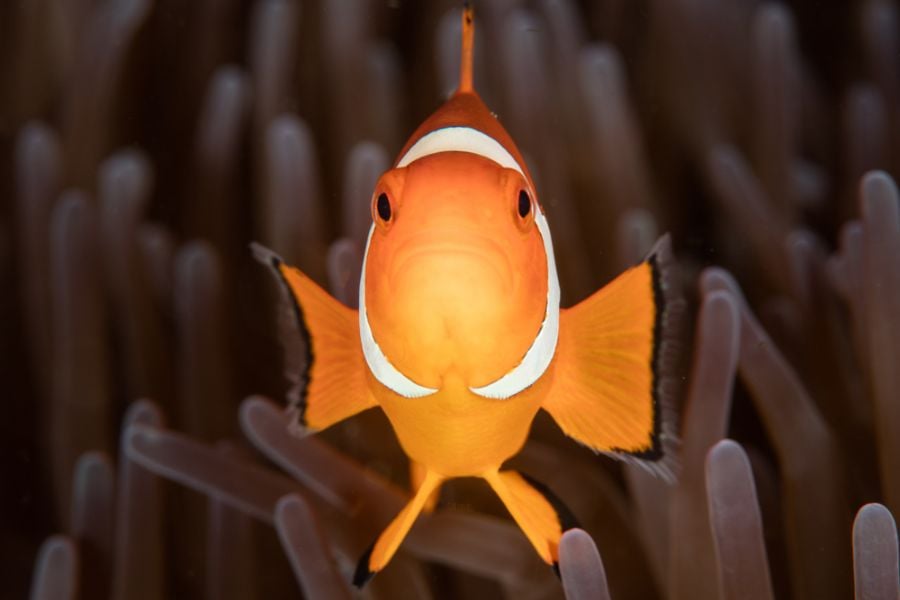 Clownfish Facing Camera With an Anemone at Its Back