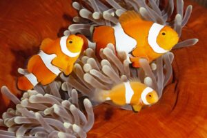 Can Clownfish Change Gender? (Everything You Need to Know) - Avid Aquarist