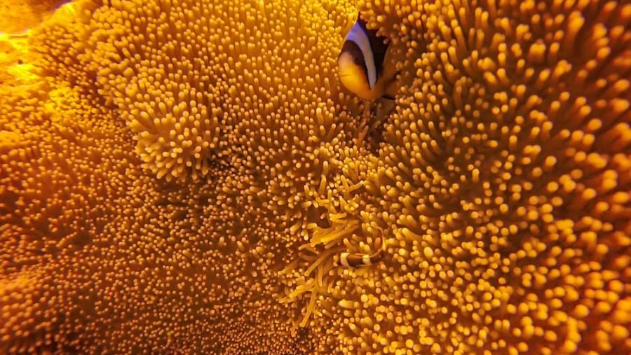 Clownfish Hiding in Large Yellow Sea Anemone