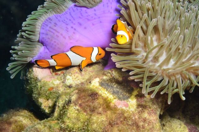 Clownfish Breeding Guide (Everything You Need to Know) - Avid Aquarist