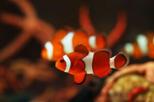 Can Clownfish Change Gender? (Everything You Need to Know) - Avid Aquarist